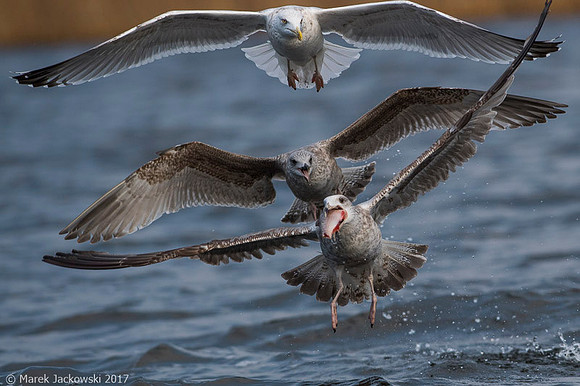 Common Gull / Mewa pospolita