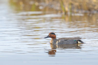 Green-winged Teal