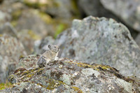 Pika