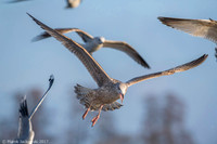 Common Gull / Mewa pospolita