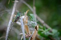 Hummingbird