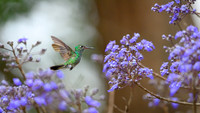 Hummingbird