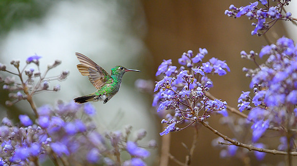 Hummingbird