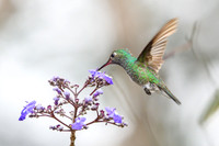 Hummingbird
