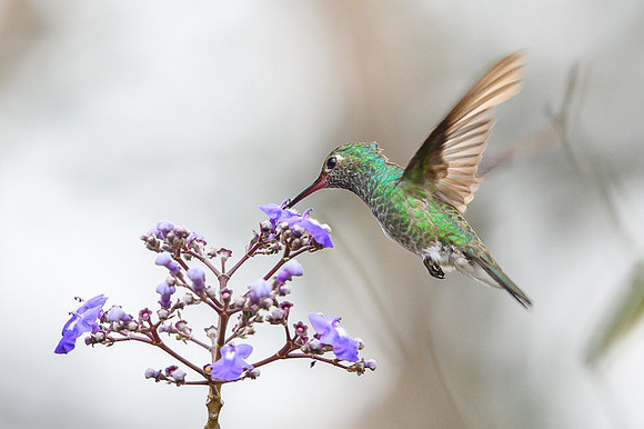 Hummingbird