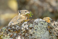 Pika