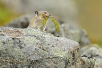 Pika