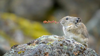 Pika