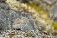 Pika