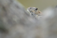 Pika