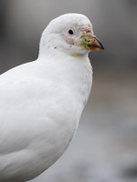 Snowy sheathbill