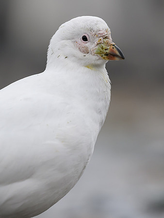 Snowy sheathbill