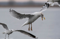 Common Gull / Mewa pospolita