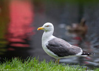 Common Gull / Mewa pospolita