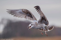 Common Gull / Mewa pospolita