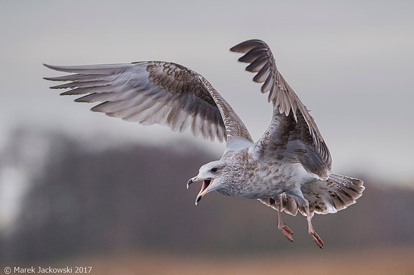 Common Gull / Mewa pospolita