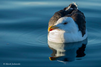 Common Gull / Mewa pospolita