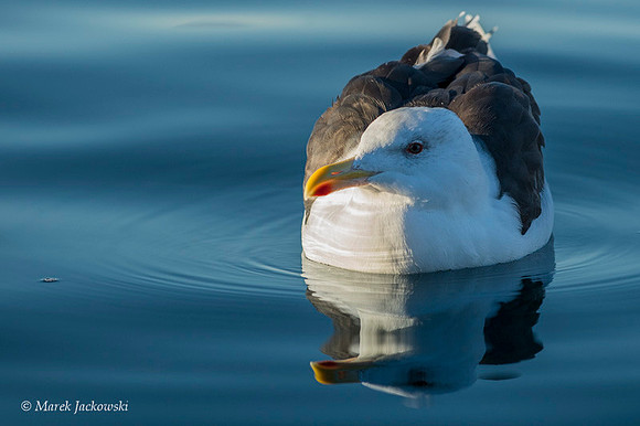 Common Gull / Mewa pospolita