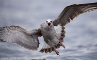 Common Gull / Mewa pospolita