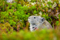 Pika