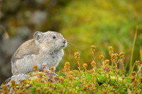 Pika