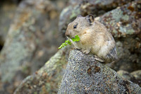 Pika