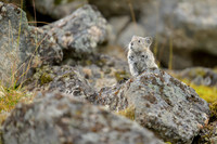 Pika