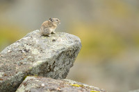 Pika