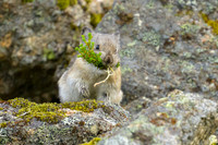 Pika