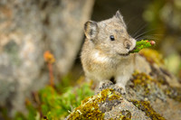 Pika