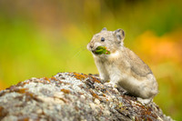 Pika