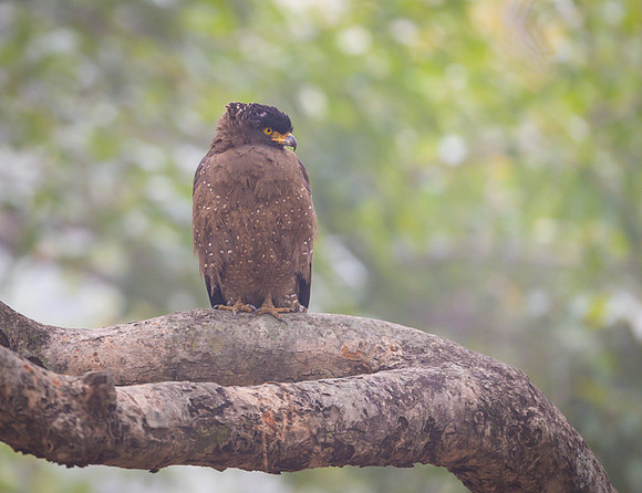 Crested Serpent Eagle