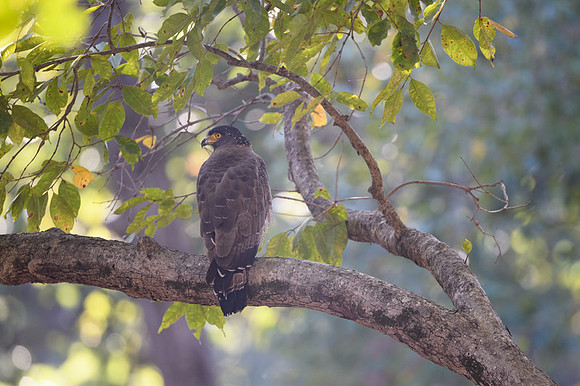 Crested Serpent Eagle