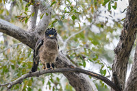 Crested Serpent Eagle