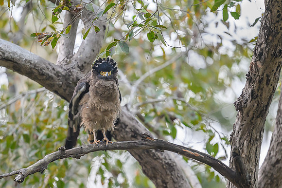Crested Serpent Eagle