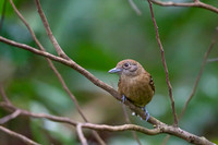 Slaty Antshrike