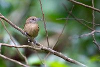 Slaty Antshrike