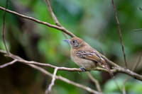 Slaty Antshrike