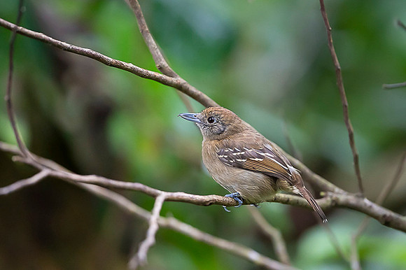 Slaty Antshrike