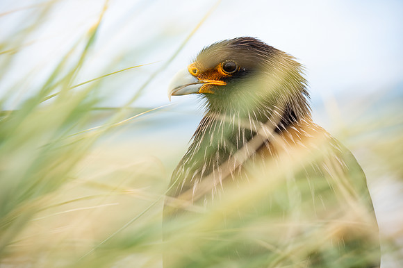 Striated caracara