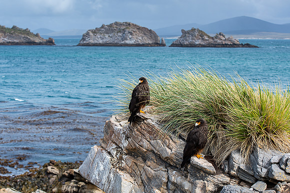 Striated caracara