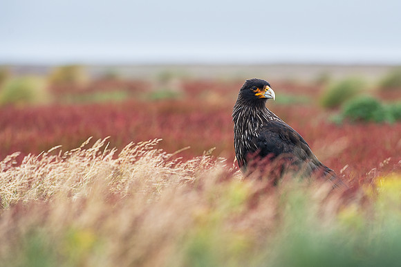 Striated caracara