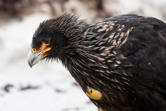 Striated caracara