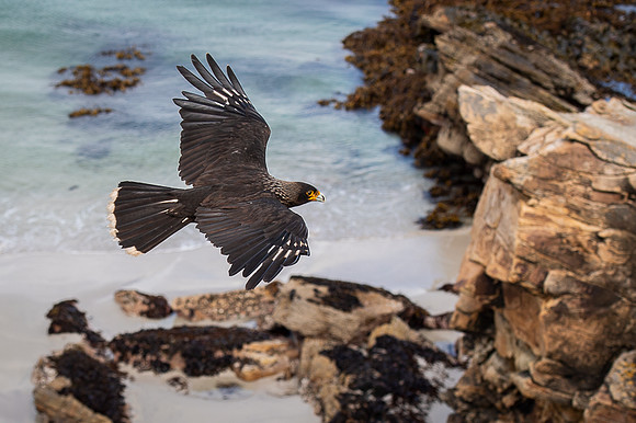 Striated caracara