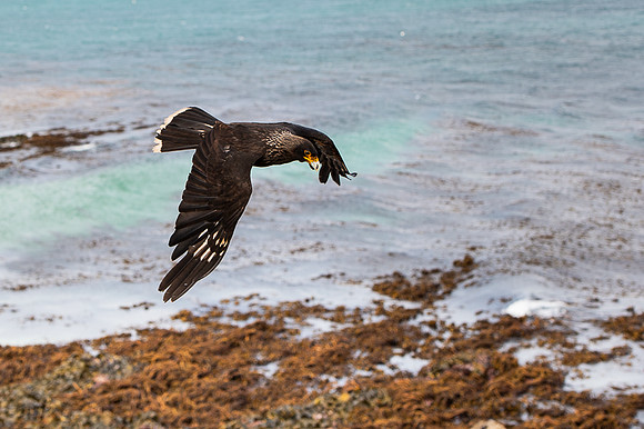 Striated caracara