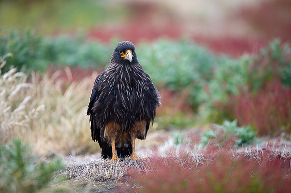 Striated caracara