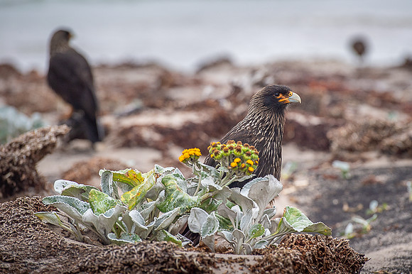 Striated caracara