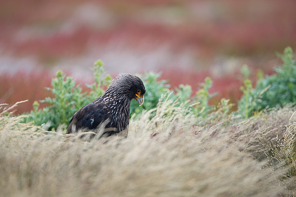 Striated caracara