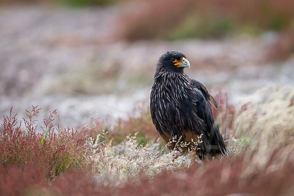 Striated caracara