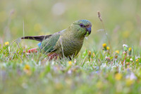 Austral Parrot